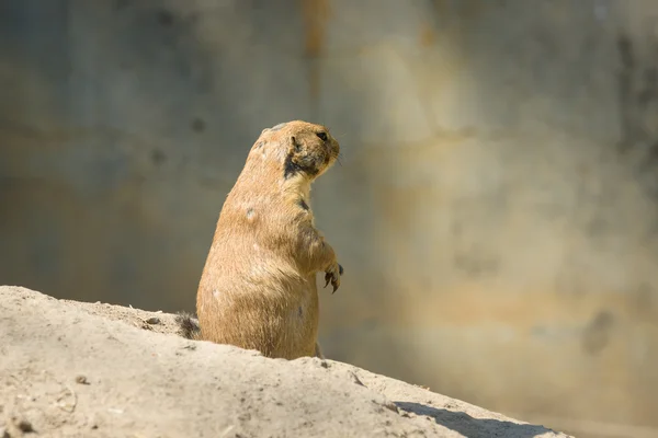 Gopher — 图库照片