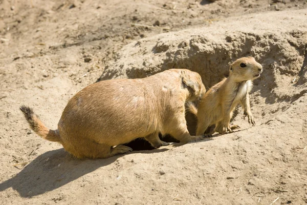 Gopher with cubs — Stock Photo, Image