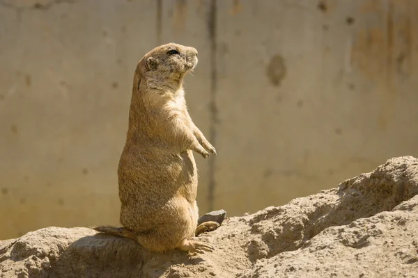 Gopher — Stock Photo, Image