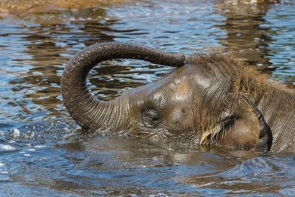 Familia de elefantes en el agua . —  Fotos de Stock