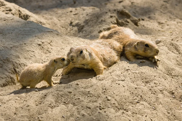 Gopher with cubs — Stock Photo, Image