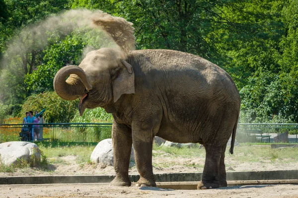 Elefant — Stockfoto