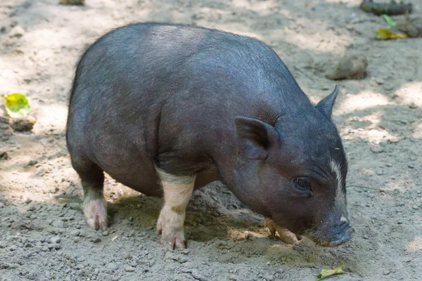 Pot-bellied pig Stock Photo