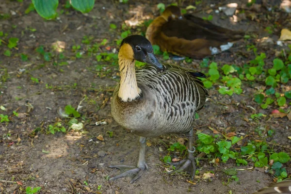 Goose. — Stock Photo, Image