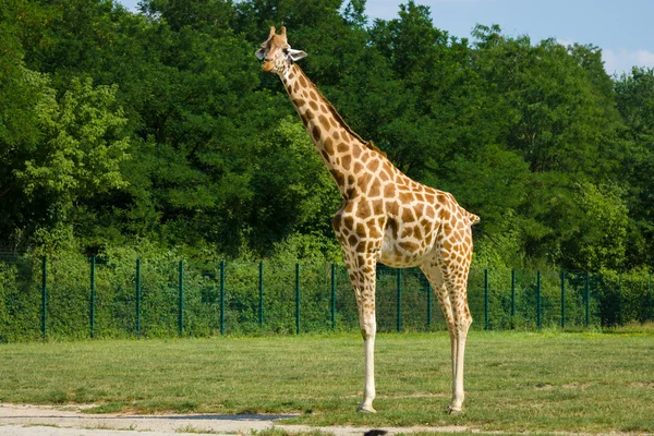 Grårocka — Stockfoto