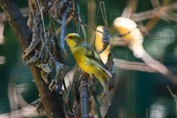 Canaries domestiques (Serinus canaria) ) — Photo