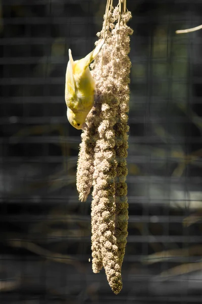 Canarie domestiche (Serinus canaria ) — Foto Stock