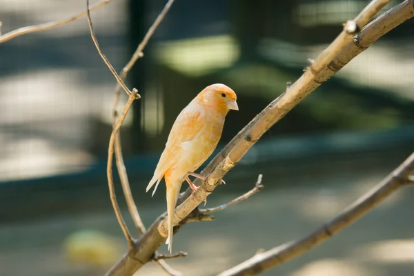 Canaries domestiques (Serinus canaria) ) — Photo
