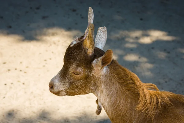 Kepala kambing close-up . — Stok Foto