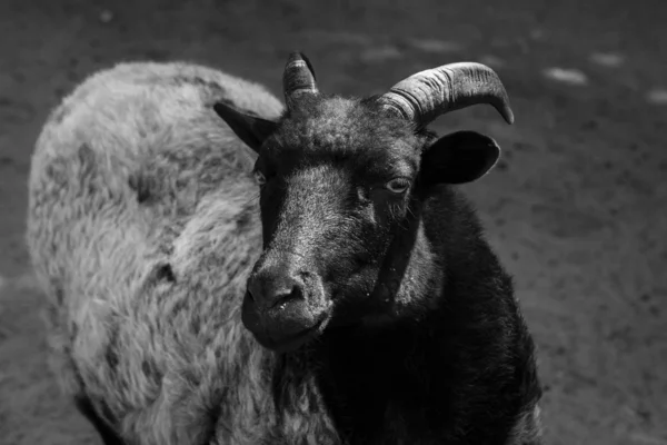Sheep. Black and white — Stock Photo, Image