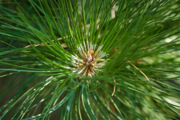 Pine needles on a branch close-up. Focus on foreground. Background. — Stock Photo, Image