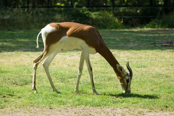 Dama gazelle (Nanger dama) — Stock Photo, Image