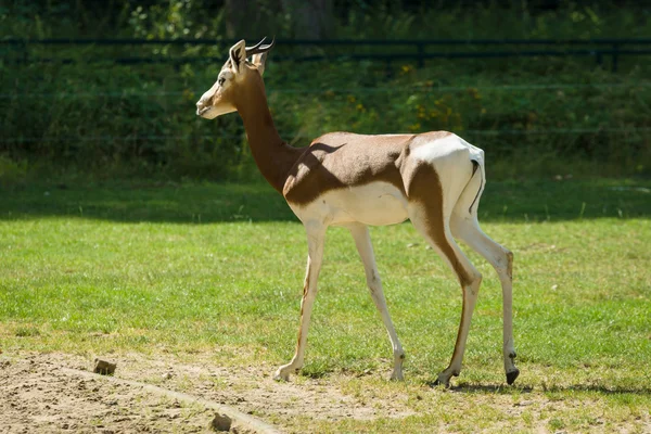 Gacela Dama (Nanger dama ) — Foto de Stock