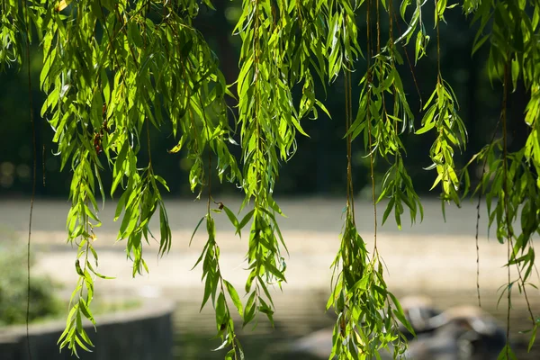 Fondo de ramas colgantes con hojas verdes . —  Fotos de Stock