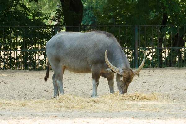 Büffel — Stockfoto