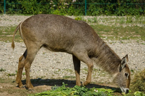 Fêmea Waterbuck (Kobus ellipsiprymnus ) — Fotografia de Stock