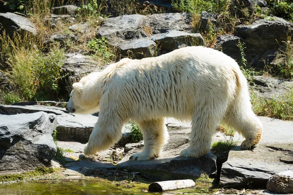 Lední medvěd (ursus maritimus) — Stock fotografie