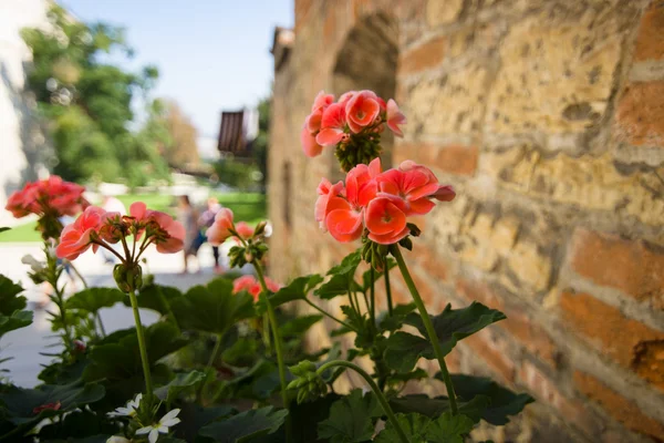 Geranium flower on a background of an old brick wall. — Stock Photo, Image
