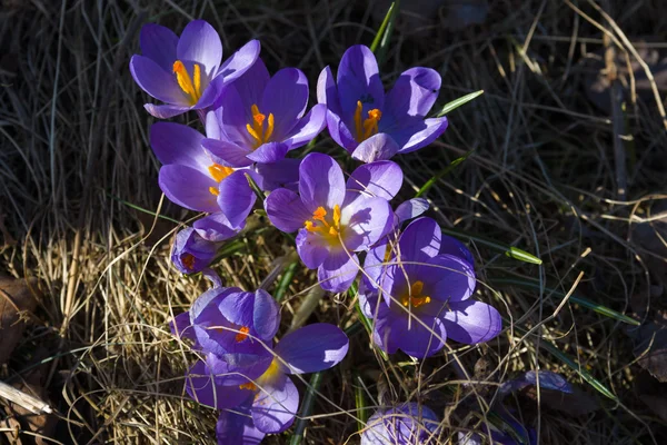 As primeiras flores da primavera. Croquetes . — Fotografia de Stock
