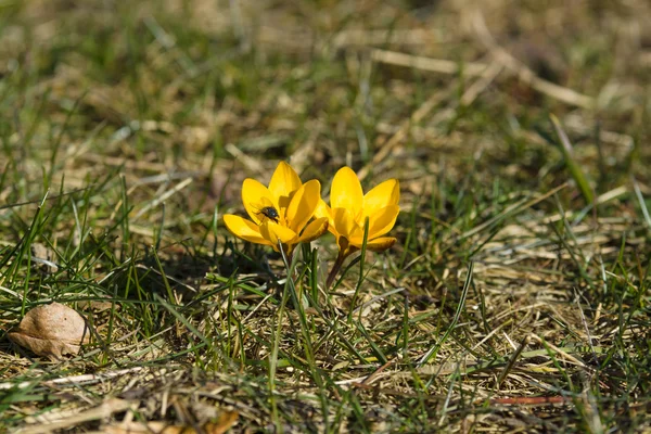 As primeiras flores da primavera. Croquetes . — Fotografia de Stock