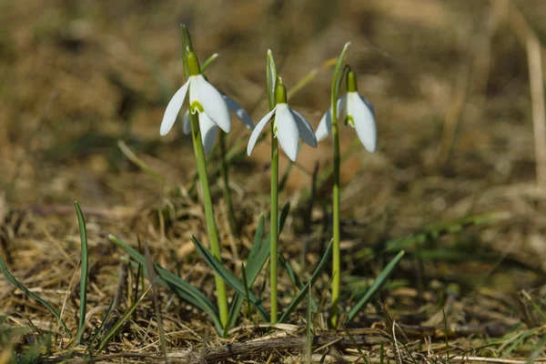 As primeiras flores da primavera. Gotas de neve. — Fotografia de Stock