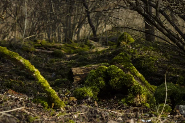 Oude boomstam bedekt met mos. focus op voorgrond. — Stockfoto