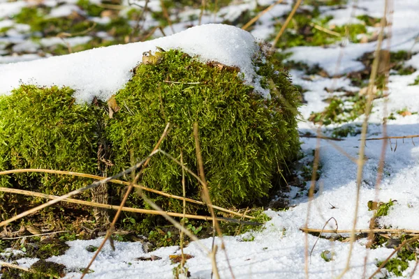 Bahar. Kar yamalar çözdürülen. Yeşil yosun yakın çekim. — Stok fotoğraf