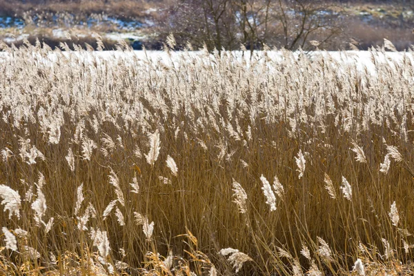 Droge hoog gras. achtergrond. — Stockfoto