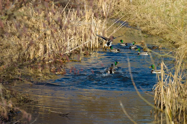 Утки на реке. — стоковое фото