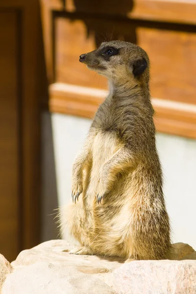 Suricate. — Stok Foto