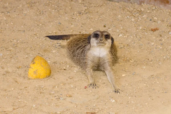 Suricate. — Stok Foto