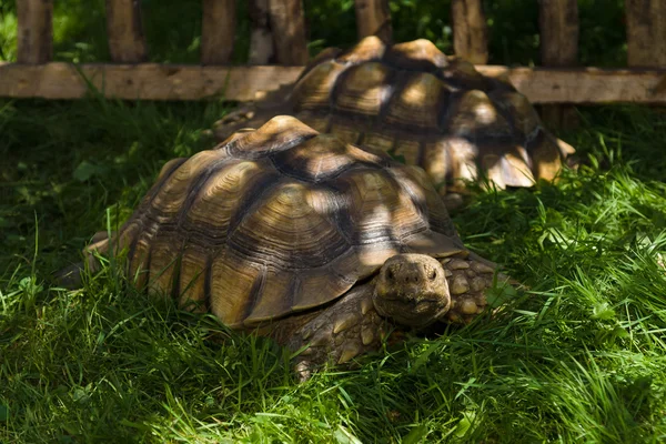 Большая черепаха в траве . — стоковое фото