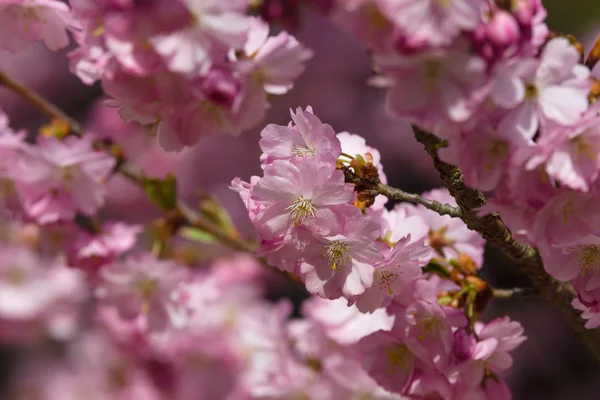 Fiore di ciliegio primo piano. Contesto . — Foto Stock