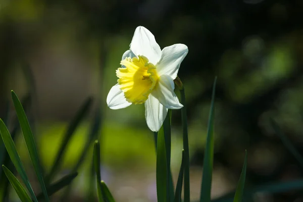 Gouden narcissen — Stockfoto