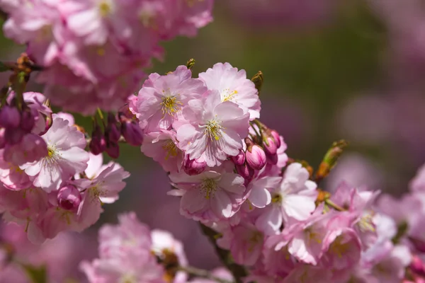 Třešňový květ zblízka. — Stock fotografie