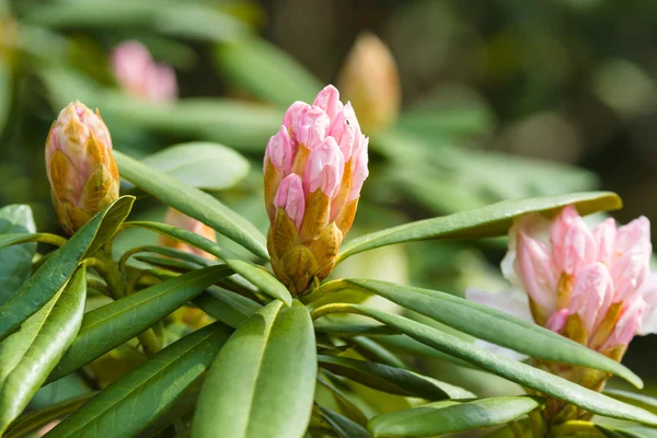 Flowering rhododendron. — Stock Photo, Image