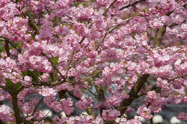 桜のクローズアップ. — ストック写真