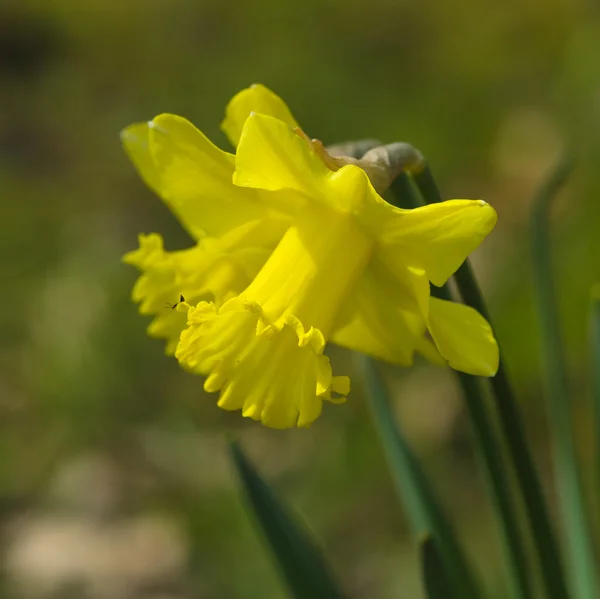 Narcisos dorados florecientes — Foto de Stock