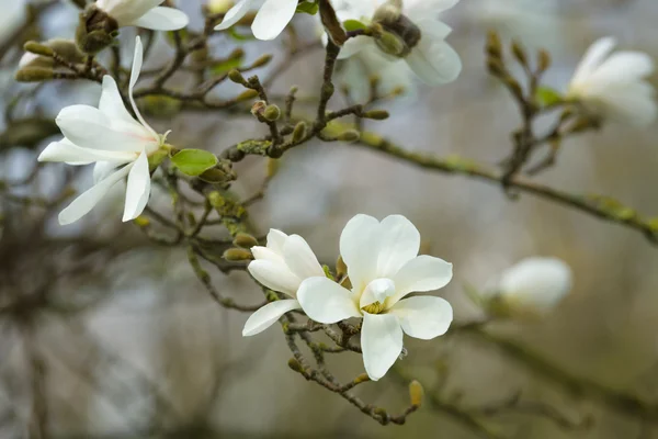 Magnolia fiorita . — Foto Stock