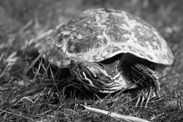 Tortuga. El deslizador de vientre amarillo (Trachemys scripta scripta ). — Foto de Stock