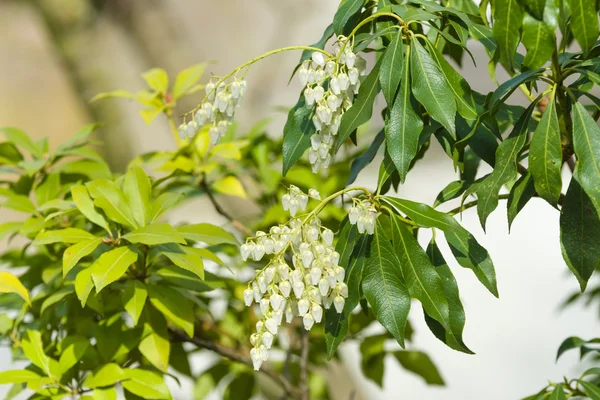 Çiçekli Pieris japonica (Japon andromeda) — Stok fotoğraf