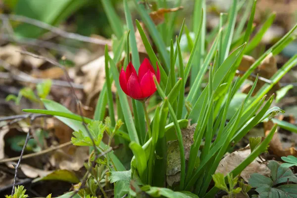 As primeiras flores da primavera. Tulipa florida (Tulipa praestans ). — Fotografia de Stock