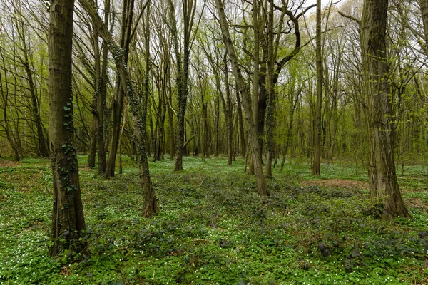 Bosque de primavera — Foto de Stock