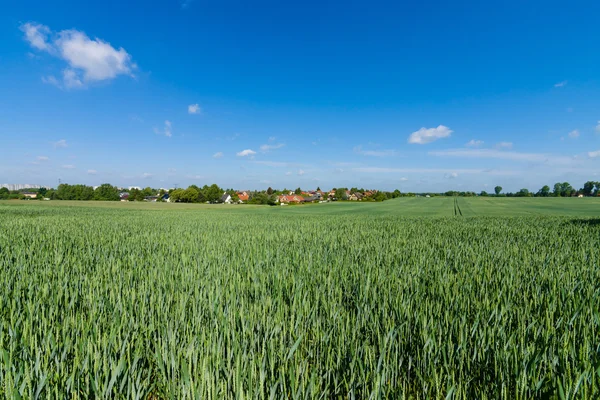 Зимнее пшеничное поле. Сельский пейзаж . — стоковое фото