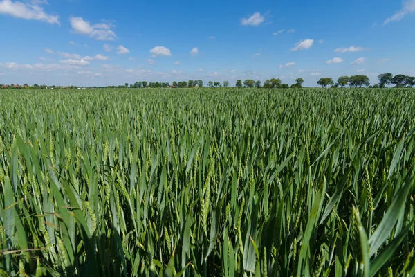 Поле озимої пшениці. Сільський пейзаж . — стокове фото