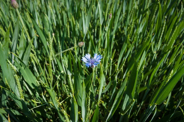 Centaurea cyanus (erbaccia) in un campo di grano . — Foto Stock