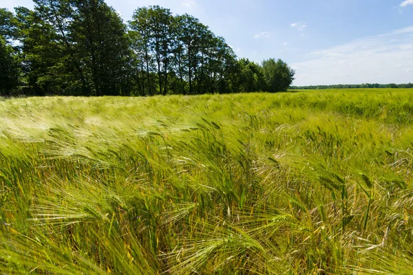 Campo de cebada. Paisaje rural . — Foto de Stock