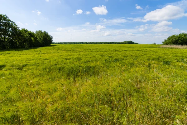 Campo di orzo. Paesaggio rurale . — Foto Stock