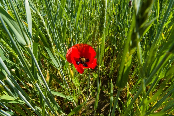 Red poppy in a wheat field. — Stock Photo, Image