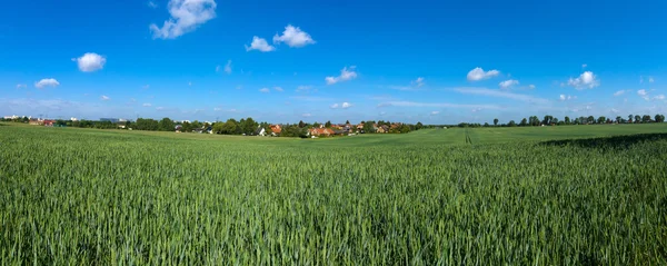 Campo de trigo de inverno. Paisagem rural. Vista panorâmica . — Fotografia de Stock